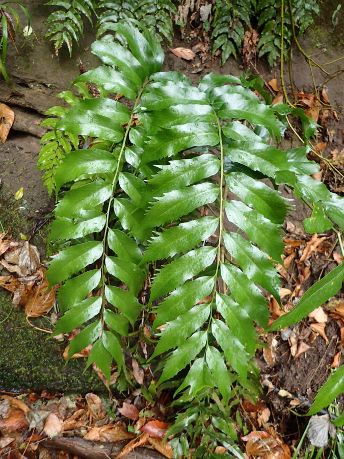 ナガバヤブソテツ。2018年12月23日 鎌倉市 朝比奈切通し ナガバヤブソテツ。2018年12月23日 鎌倉市 朝比奈切通し