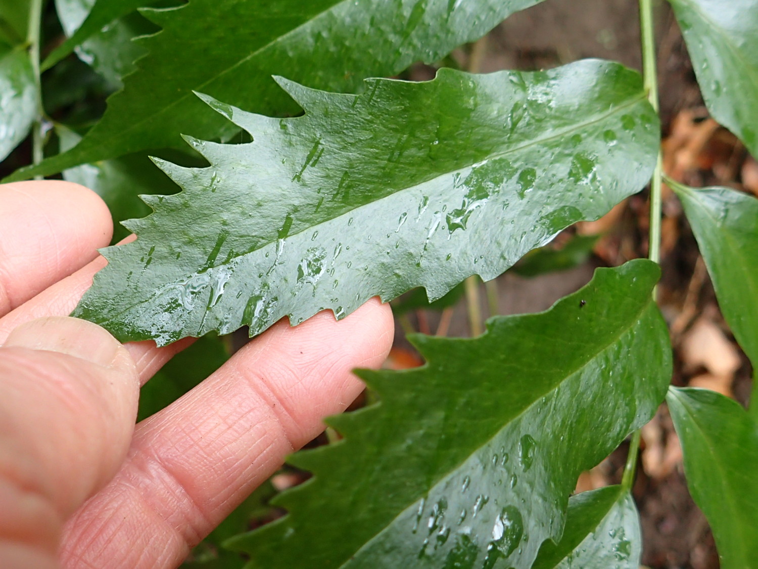 ナガバヤブソテツ、羽片。2018年12月23日 鎌倉市 朝比奈切通し ナガバヤブソテツ、羽片。2018年12月23日 鎌倉市 朝比奈切通し