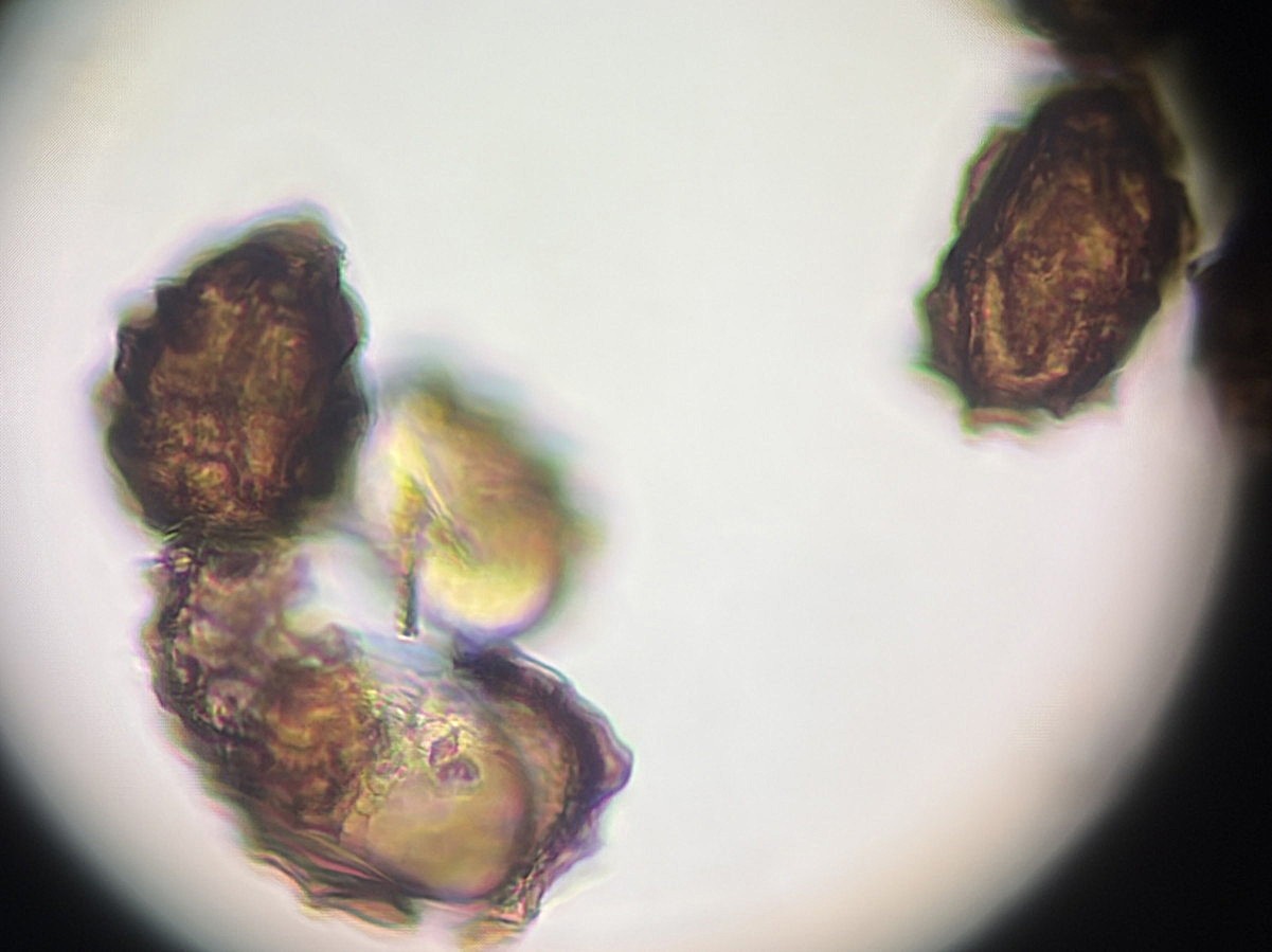 オクタマシダ、胞子。2025年10月25日 水窪 オクタマシダ、胞子。2025年10月25日 水窪