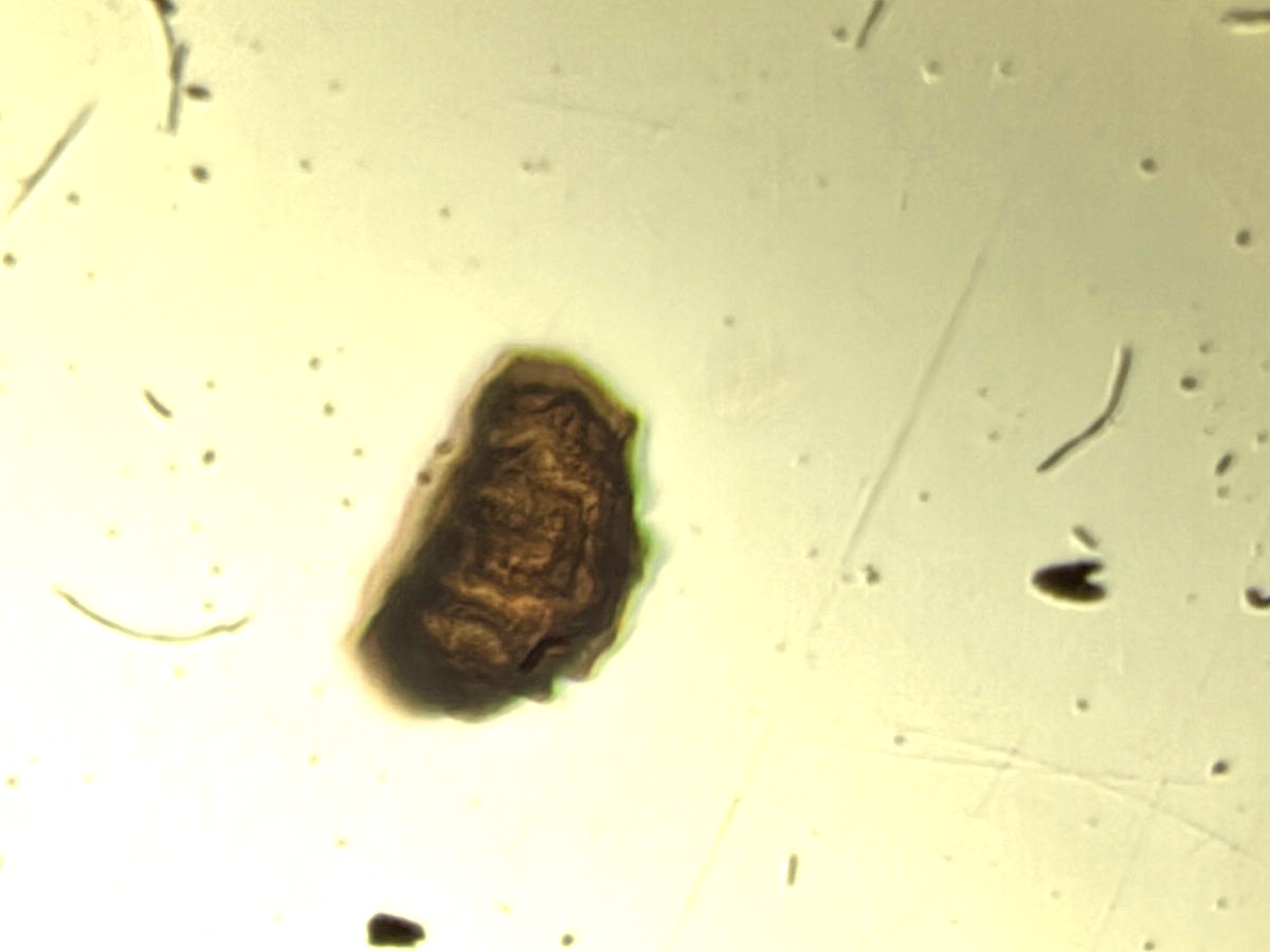 オクタマシダ、胞子。2025年10月25日 水窪 オクタマシダ、胞子。2025年10月25日 水窪