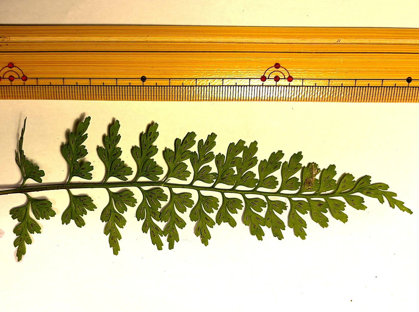 オクタマシダ、葉身裏側。2025年10月25日 水窪 オクタマシダ、葉身裏側。2025年10月25日 水窪