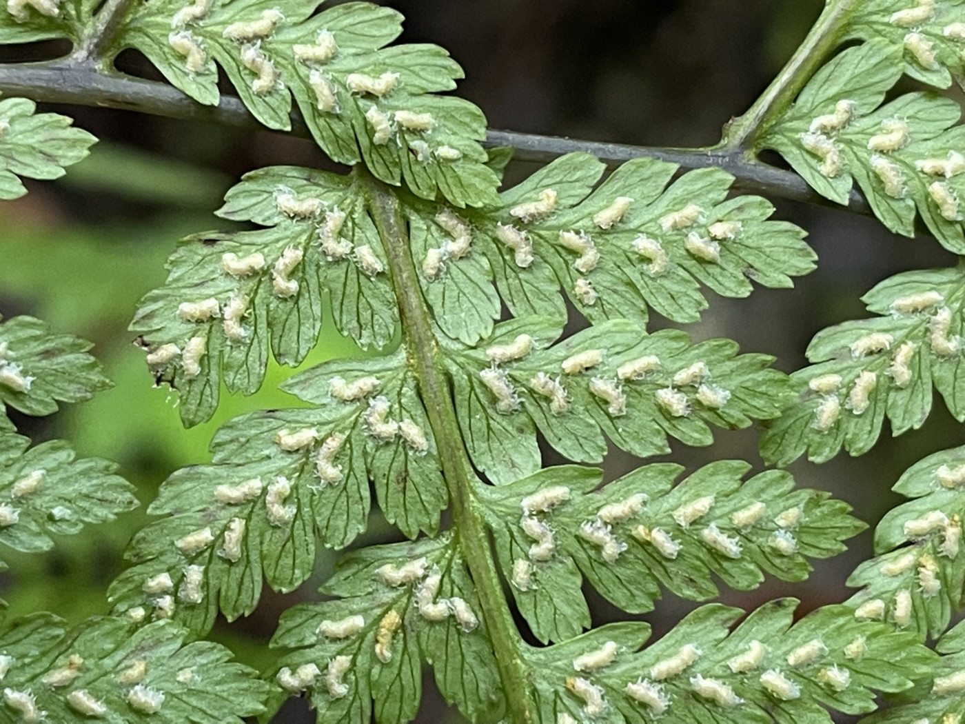 中軸がやや暗紫色を帯びる株、包膜の辺縁は和紙を裂いたようにほつれる。2022年7月22日 西沢渓谷 中軸がやや暗紫色を帯びる株、包膜の辺縁は和紙を裂いたようにほつれる。2022年7月22日 西沢渓谷