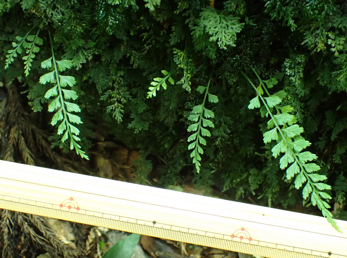 渓流のそば苔むした岩上に生育するトキワシダ。2025年10月25日 水窪 渓流のそば苔むした岩上に生育するトキワシダ。2025年10月25日 水窪