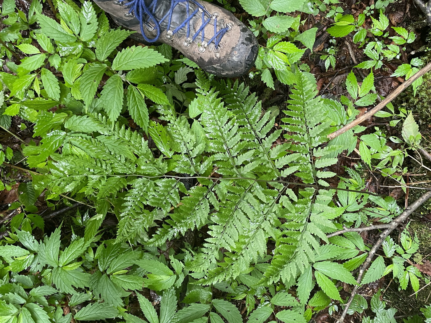 渓谷沿いウエットな林床に生育する大形のヤマイヌワラビ(小羽軸有棘)。2022年7月22日 西沢渓谷 渓谷沿いウエットな林床に生育する大形のヤマイヌワラビ(小羽軸有棘)。2022年7月22日 西沢渓谷