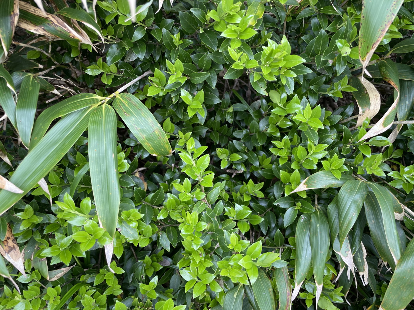 アカミノイヌツゲ。2025年7月3日 八幡平 アカミノイヌツゲ。2025年7月3日 八幡平