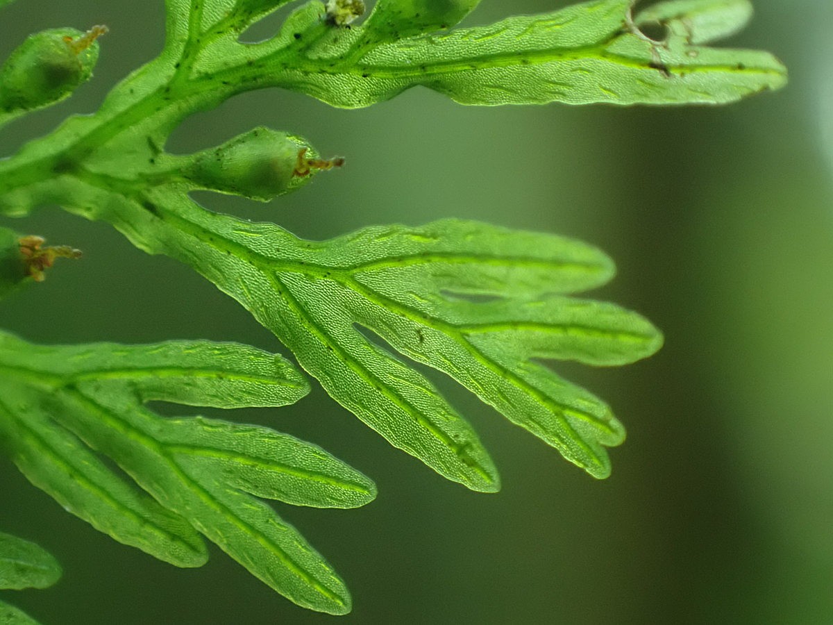アオホラゴケ、偽脈。2025年10月25日 水窪 アオホラゴケ、偽脈。2025年10月25日 水窪