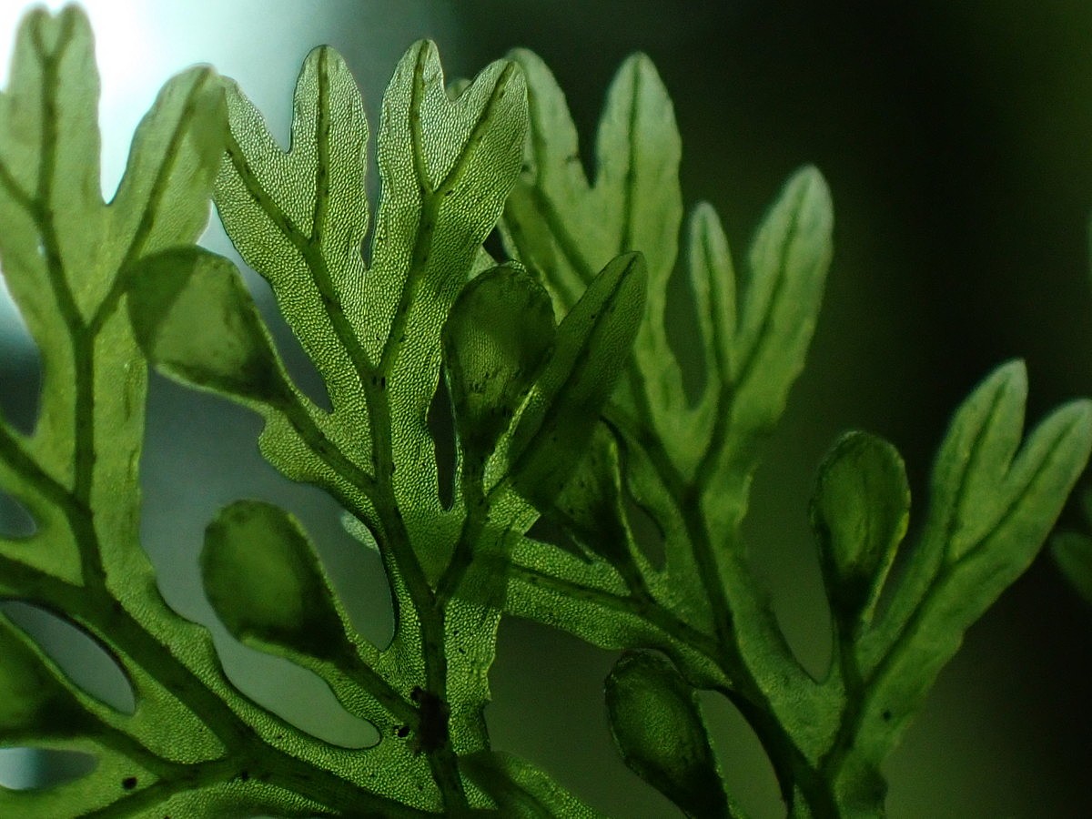 アオホラゴケ、包膜と偽脈。2025年10月25日 水窪 アオホラゴケ、包膜と偽脈。2025年10月25日 水窪