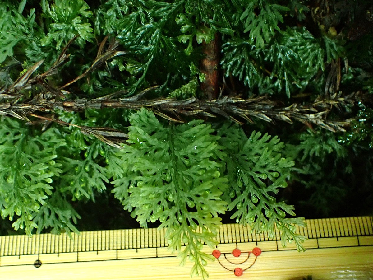 沢沿いの林内、ウエットな岩上に生育するアオホラゴケ。2025年10月25日 水窪 沢沿いの林内、ウエットな岩上に生育するアオホラゴケ。2025年10月25日 水窪