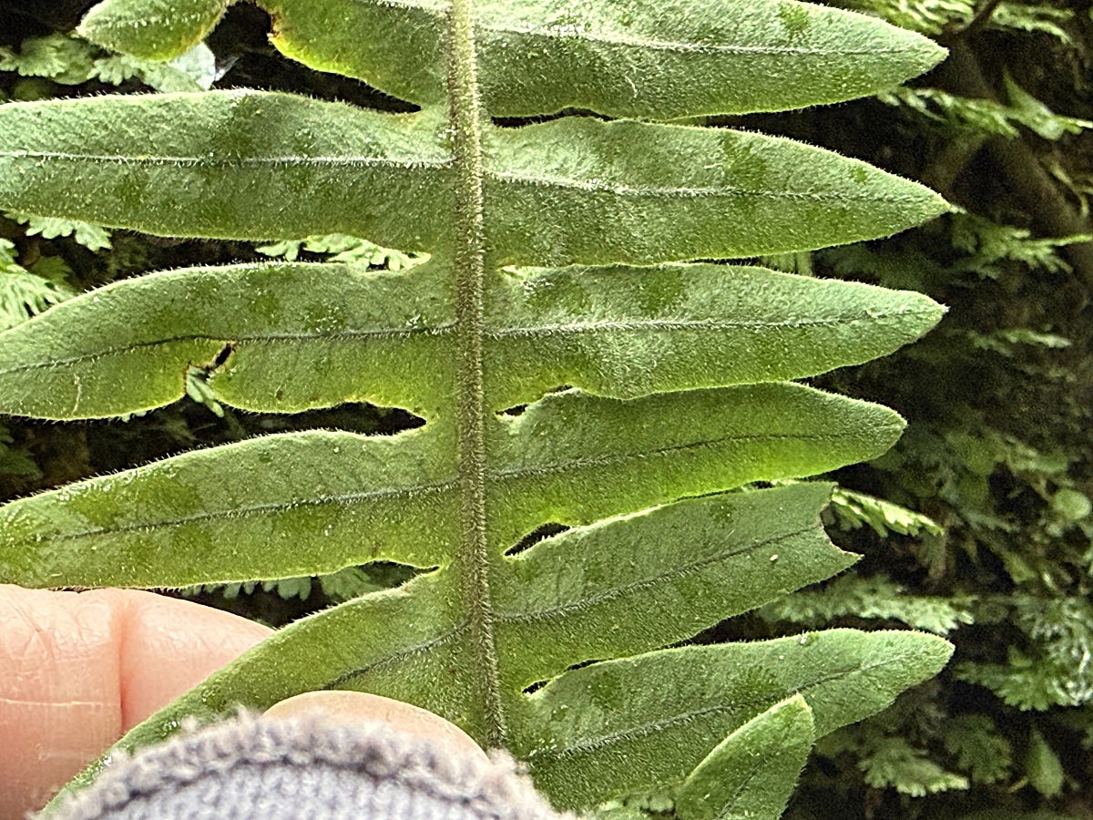 アオネカズラ、羽片。2025年10月25日 水窪 アオネカズラ、羽片。2025年10月25日 水窪