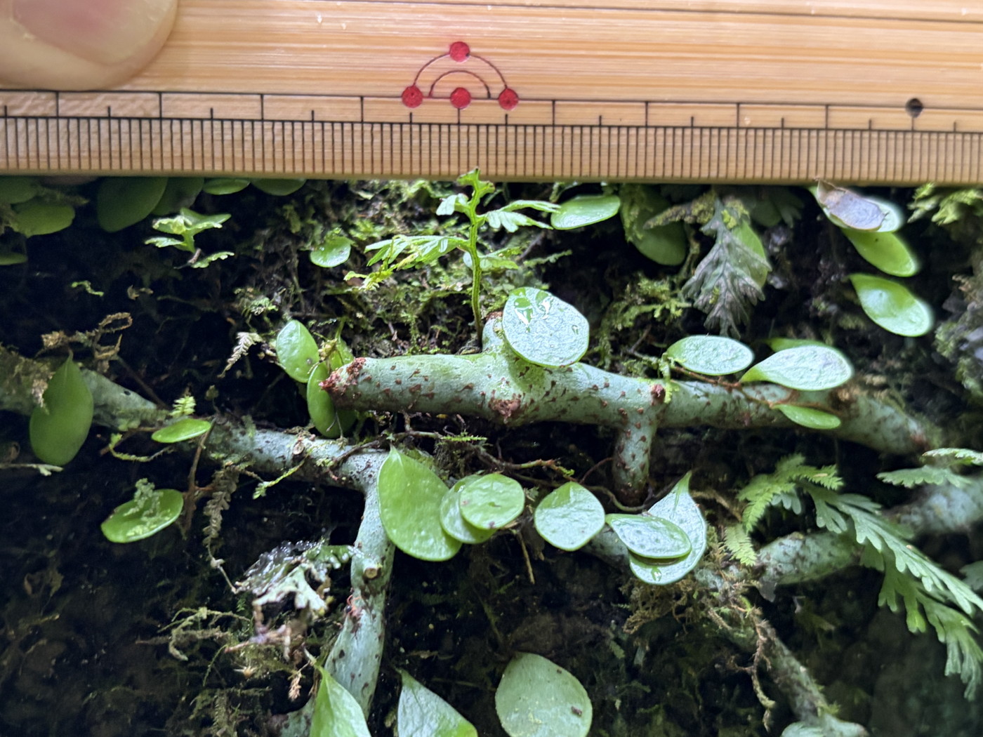 アオネカズラ、根茎。2025年10月25日 水窪 アオネカズラ、根茎。2025年10月25日 水窪