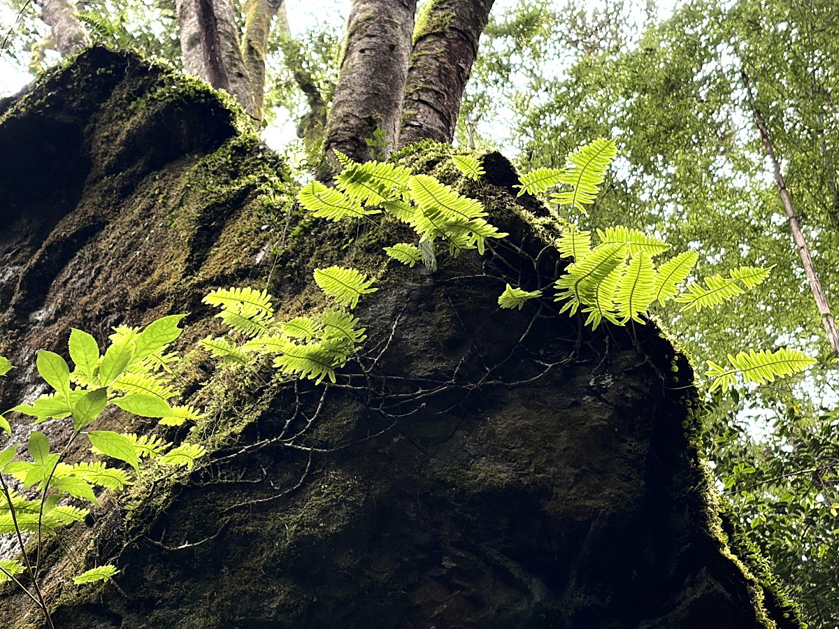 林内の岩上に生育するアオネカズラ。2025年10月25日 水窪 林内の岩上に生育するアオネカズラ。2025年10月25日 水窪