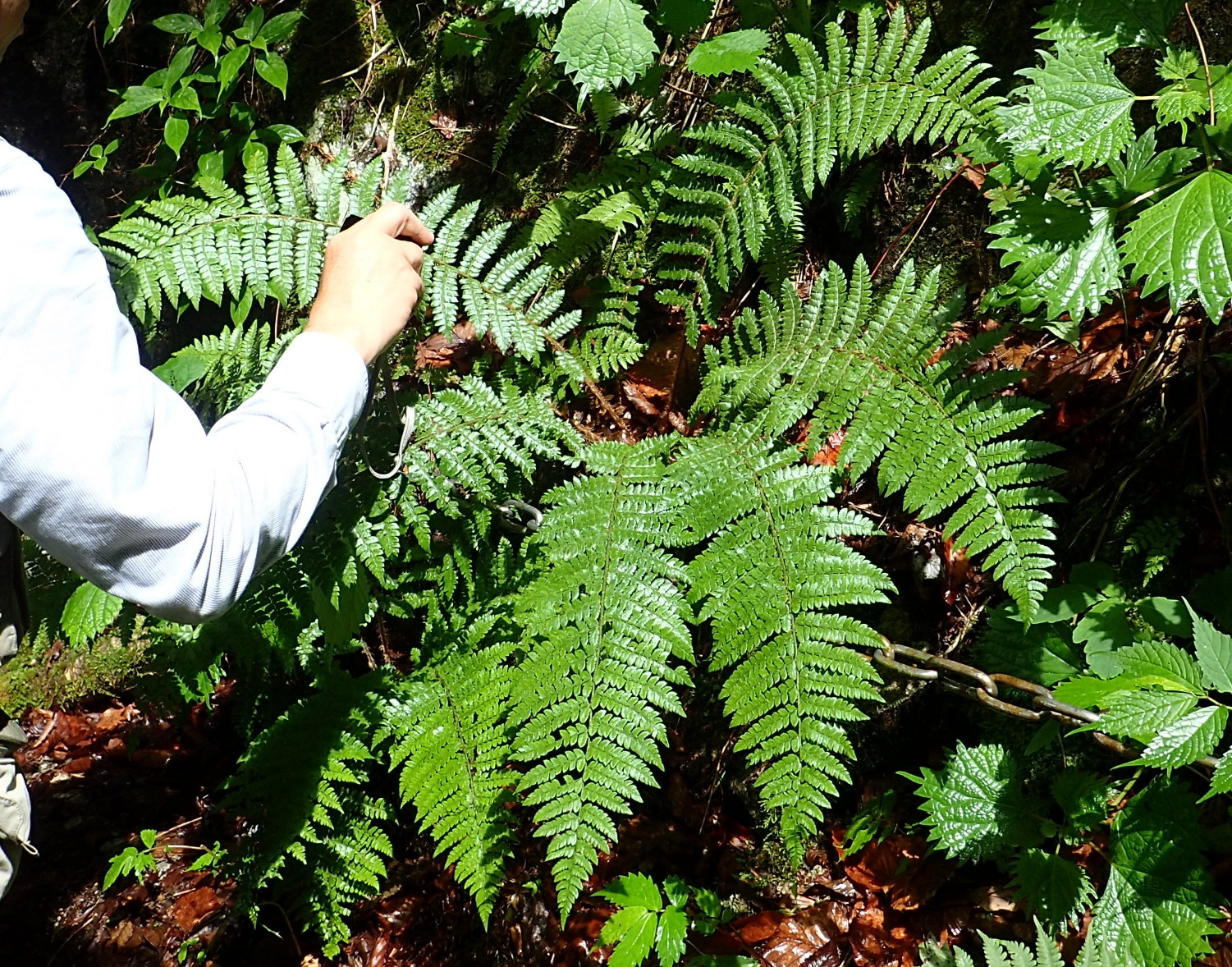 チチブイノデか。2017年7月2日 西沢渓谷 チチブイノデか。2017年7月2日 西沢渓谷