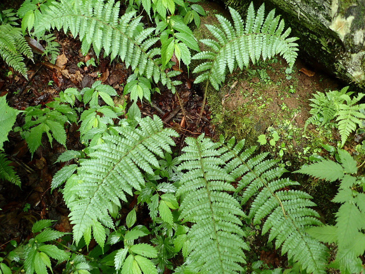 チチブイノデか。2017年7月2日 西沢渓谷 チチブイノデか。2017年7月2日 西沢渓谷