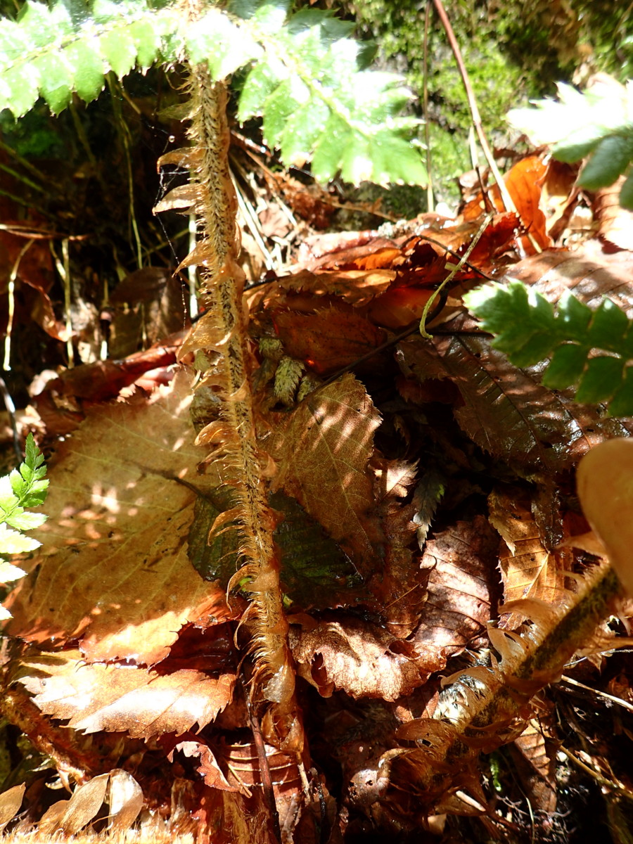 チチブイノデか、下部の羽片は短縮するが、葉柄は長い。2017年7月2日 西沢渓谷 チチブイノデか、下部の羽片は短縮するが、葉柄は長い。2017年7月2日 西沢渓谷