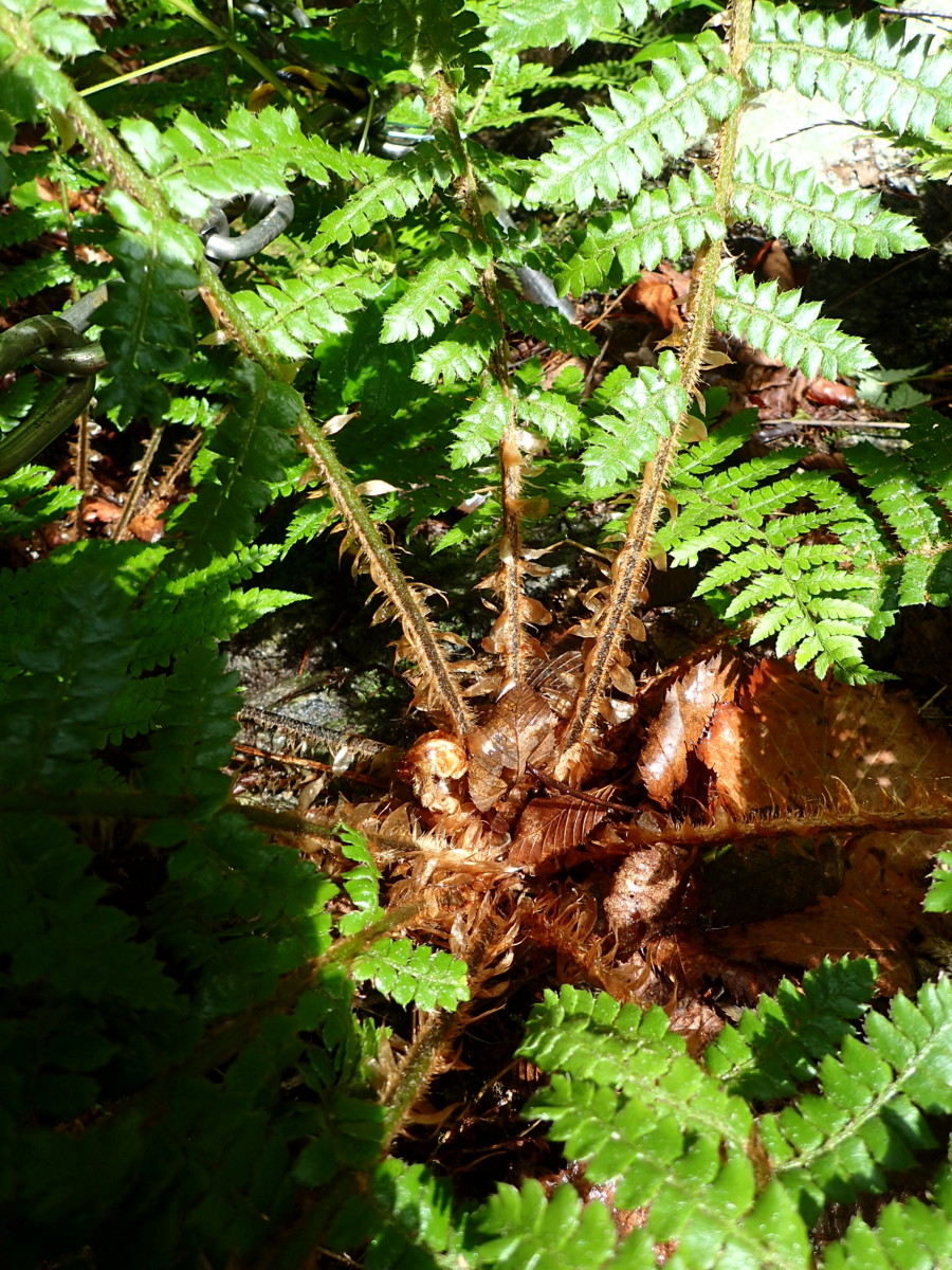 チチブイノデか、下部の羽片は短縮するが、葉柄は長い。2017年7月2日 西沢渓谷 チチブイノデか、下部の羽片は短縮するが、葉柄は長い。2017年7月2日 西沢渓谷