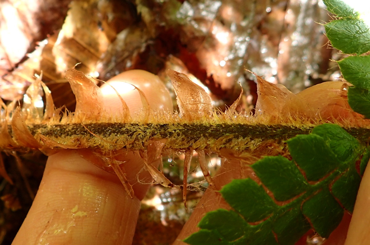 チチブイノデか、葉柄の鱗片。2017年7月2日 西沢渓谷 チチブイノデか、葉柄の鱗片。2017年7月2日 西沢渓谷