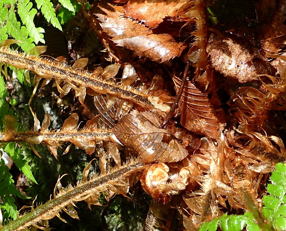 チチブイノデか、葉柄の鱗片。2017年7月2日 西沢渓谷 チチブイノデか、葉柄の鱗片。2017年7月2日 西沢渓谷