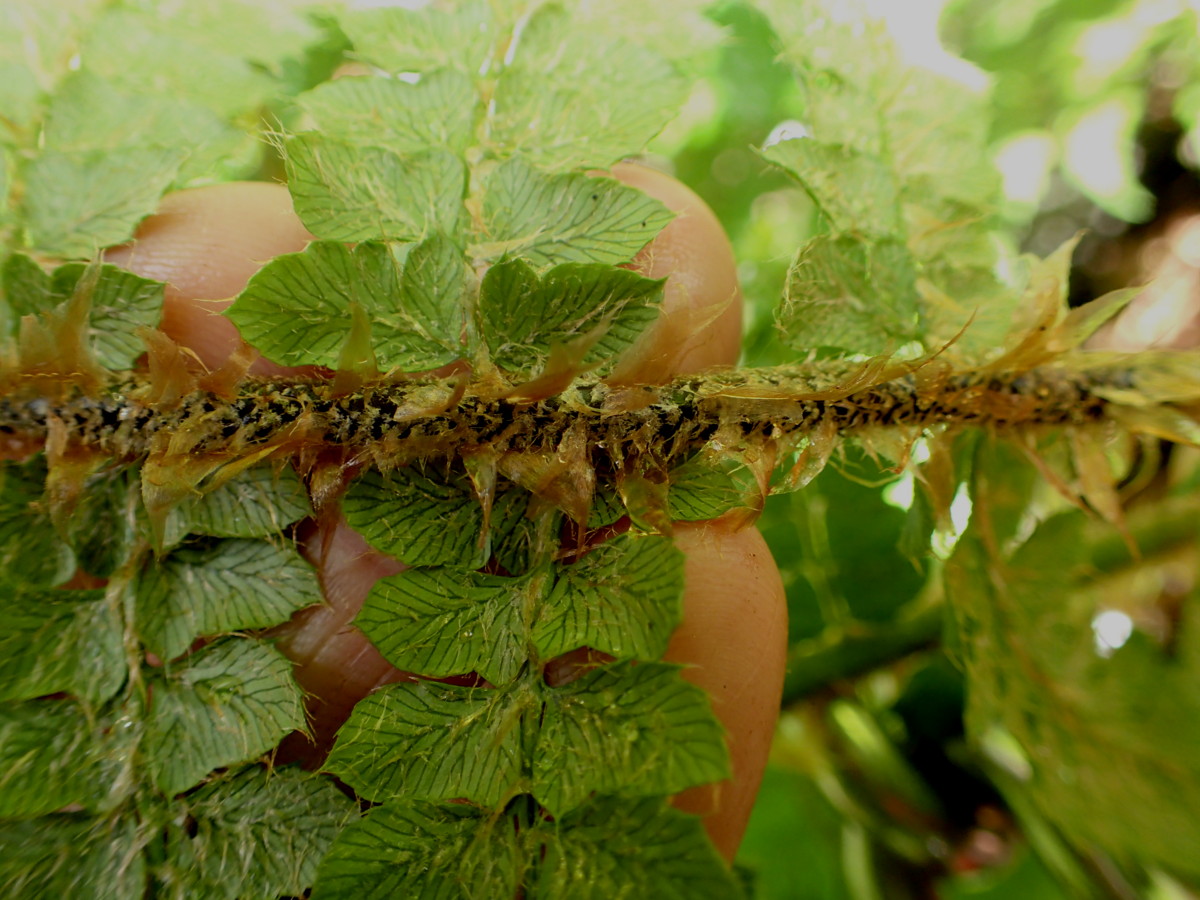 チチブイノデか、中軸の鱗片。2017年7月2日 西沢渓谷 チチブイノデか、中軸の鱗片。2017年7月2日 西沢渓谷