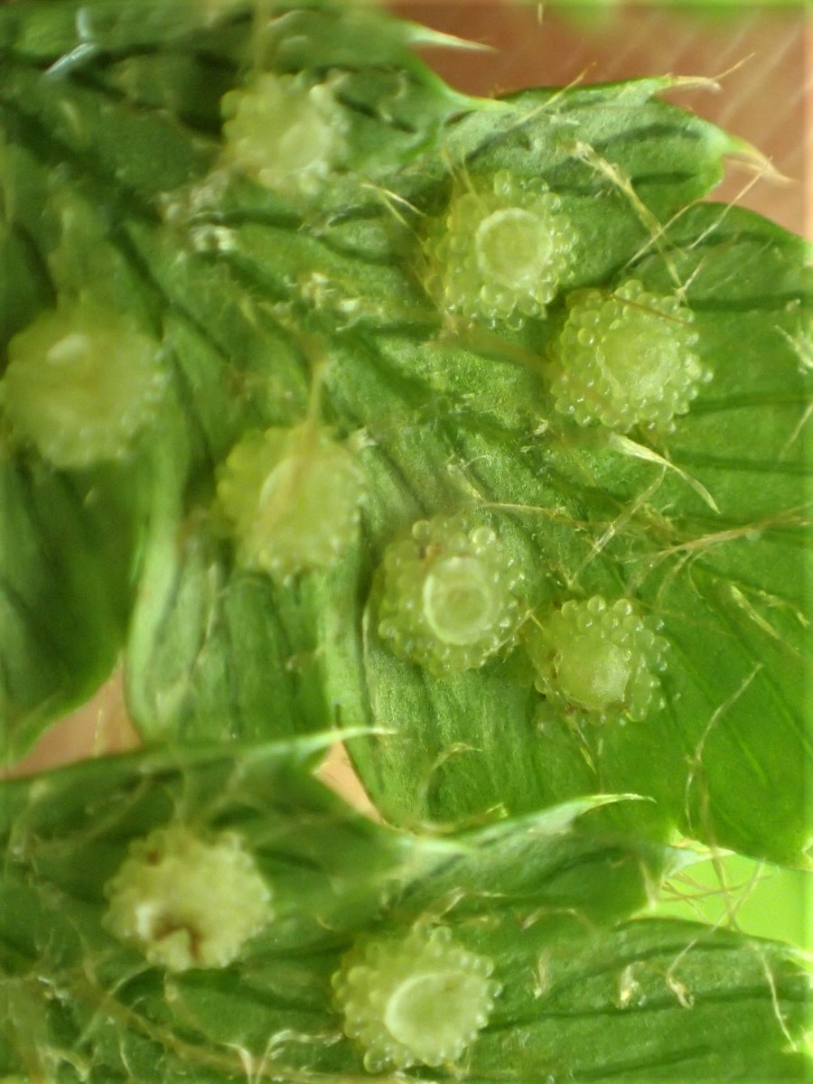 チチブイノデか、胞子嚢群は中間につき淡緑色のまま。両親と推定されるシダはどちらも胞子嚢は黒色になり充実していた。2017年7月2日 西沢渓谷 チチブイノデか、胞子嚢群は中間につき淡緑色のまま。両親と推定されるシダはどちらも胞子嚢は黒色になり充実していた。2017年7月2日 西沢渓谷