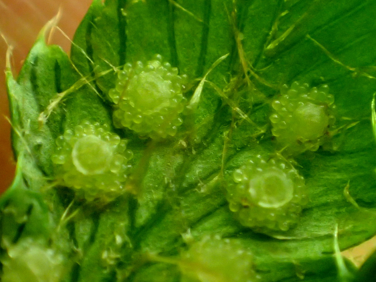 チチブイノデか、胞子嚢群は盛り上がるが不充実で、この後あめ色に変わり弾けず固着する。2017年7月2日 西沢渓谷 チチブイノデか、胞子嚢群は盛り上がるが不充実で、この後あめ色に変わり弾けず固着する。2017年7月2日 西沢渓谷