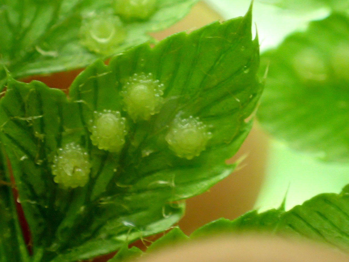 チチブイノデか、胞子嚢群はこの後黒色で充実した胞子嚢群にはならず、あめ色になり固着する。2017年7月2日 西沢渓谷 チチブイノデか、胞子嚢群はこの後黒色で充実した胞子嚢群にはならず、あめ色になり固着する。2017年7月2日 西沢渓谷