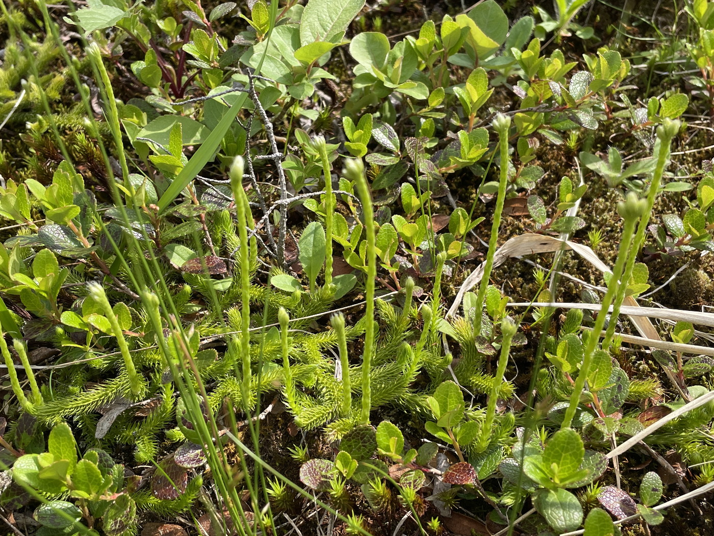 水辺よりやや高い水はけがよさそうなところに生育するエゾヒカゲノカズラ。2025年7月3日 八幡平 水辺よりやや高い水はけがよさそうなところに生育するエゾヒカゲノカズラ。2025年7月3日 八幡平