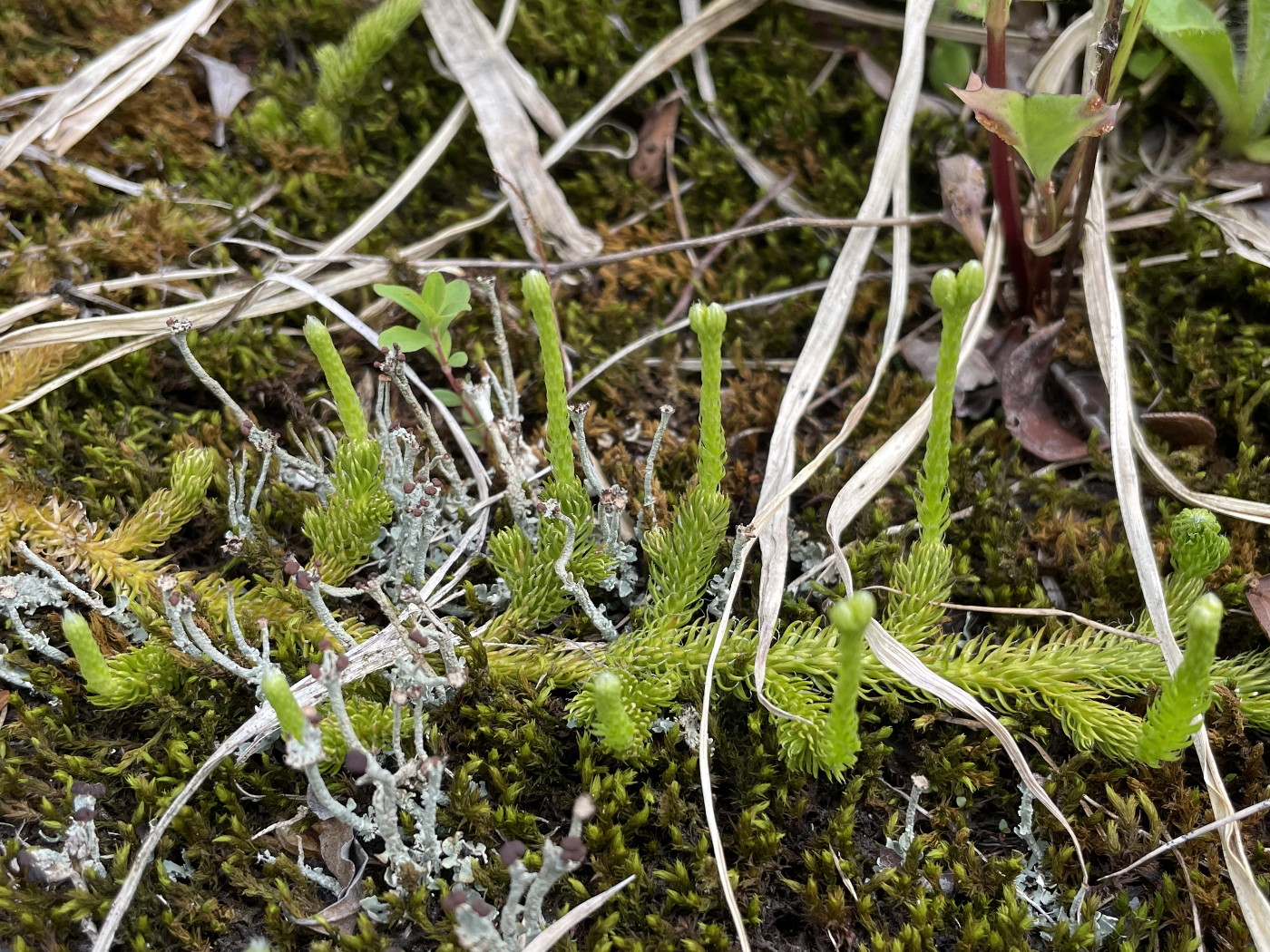 八幡平。エゾヒカゲノカズラ。2025年7月3日 八幡平 八幡平。エゾヒカゲノカズラ。2025年7月3日 八幡平
