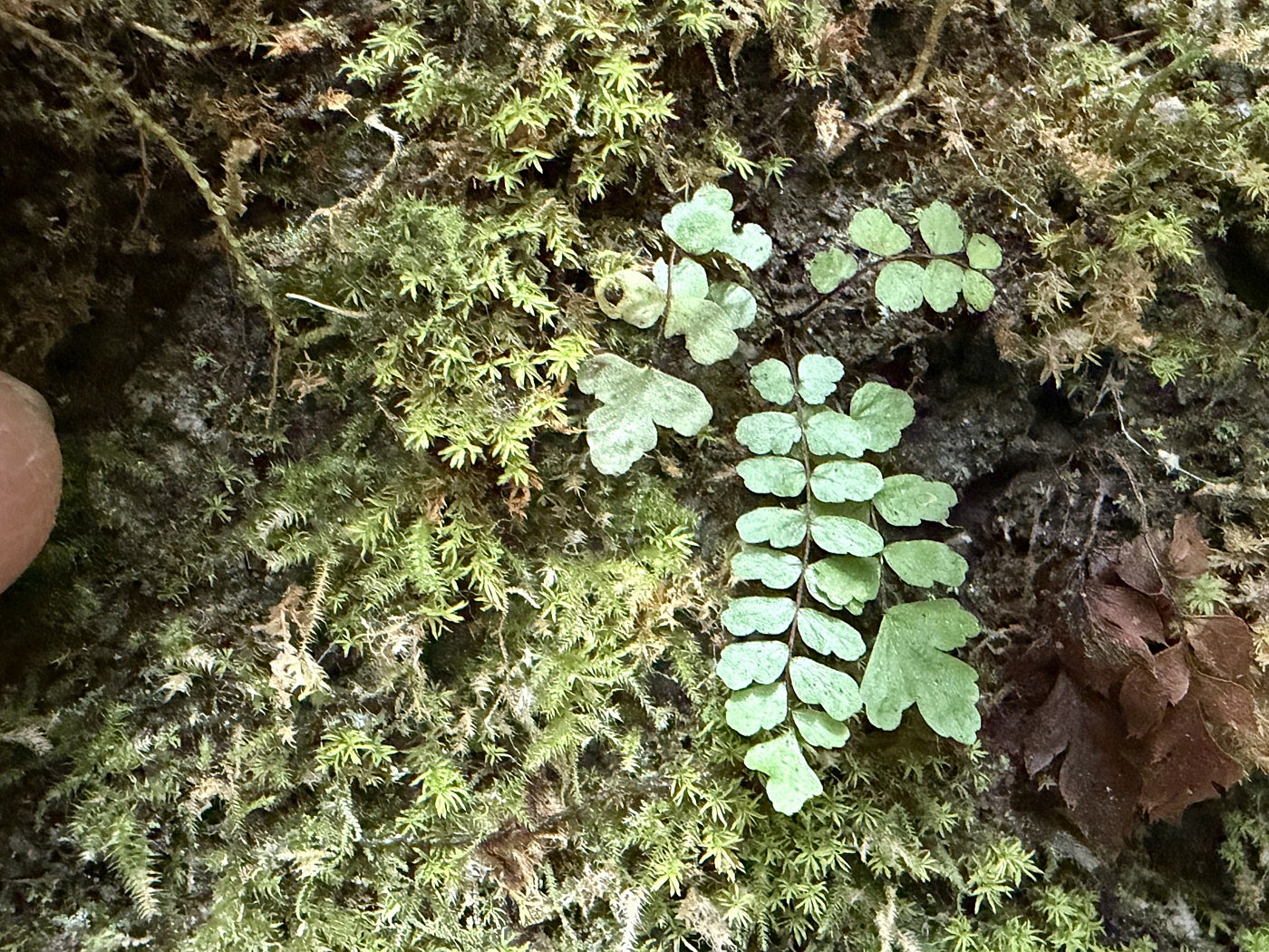 イヌチャセンシダ幼株か。2025年10月25日 水窪 イヌチャセンシダ幼株か。2025年10月25日 水窪