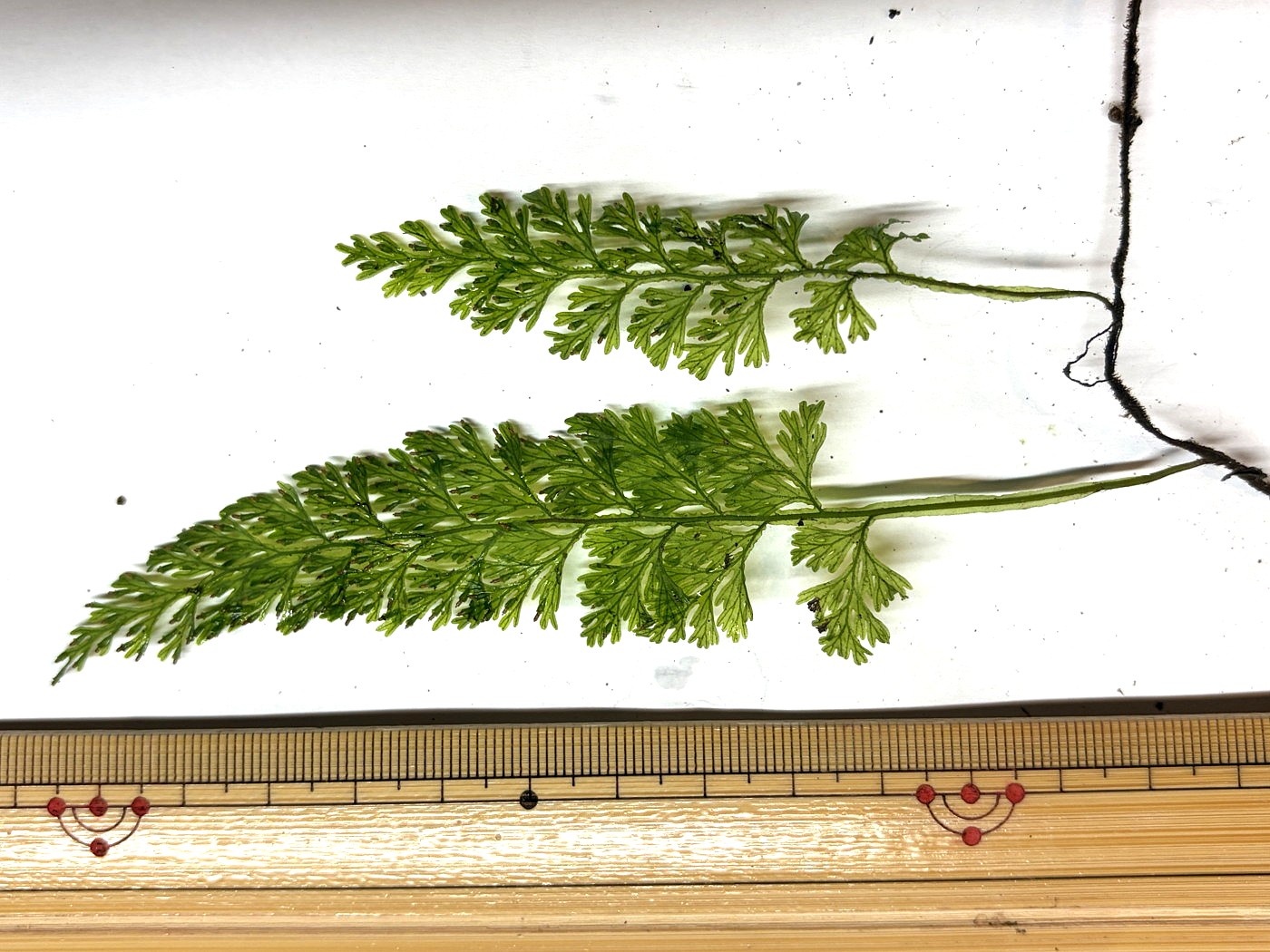 ハイホラゴケ。2025年10月25日 水窪 ハイホラゴケ。2025年10月25日 水窪