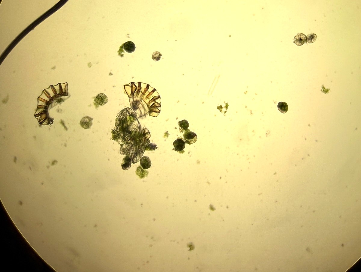 ハイホラゴケ、胞子のようす。2025年10月25日 水窪 ハイホラゴケ、胞子のようす。2025年10月25日 水窪