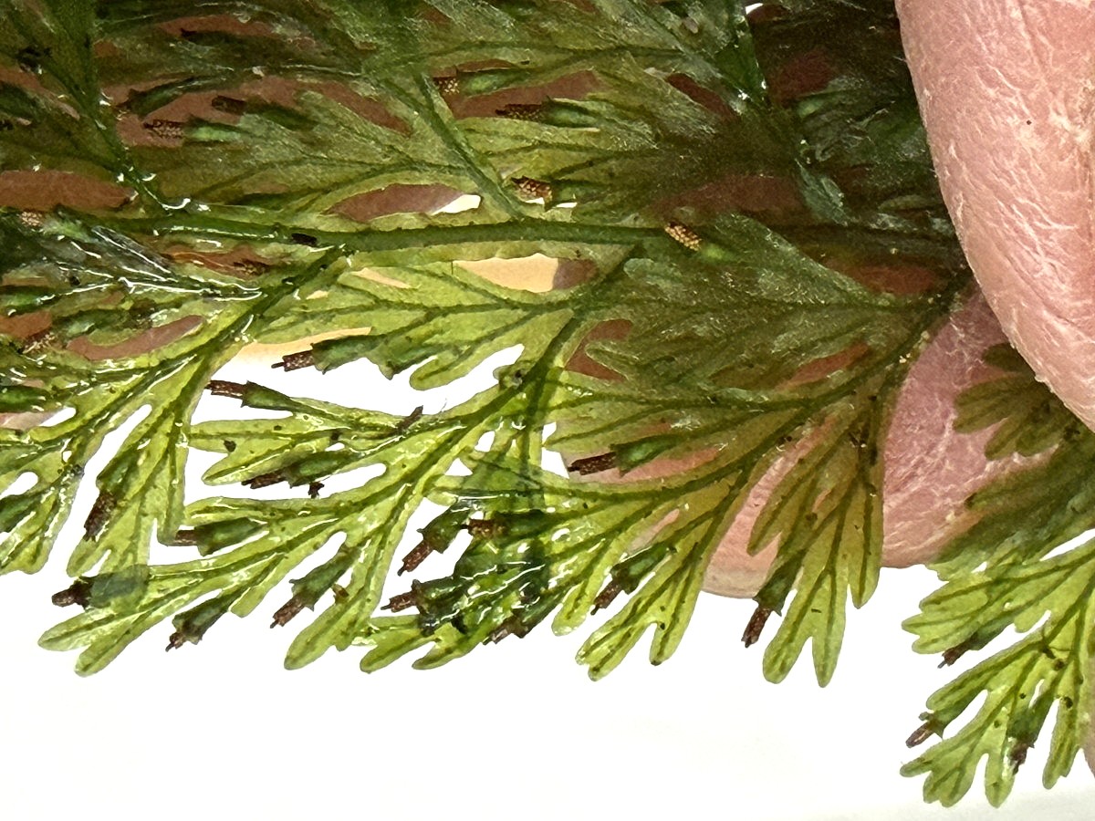 ハイホラゴケ、羽片および胞子のう群。2025年10月25日 水窪 ハイホラゴケ、羽片および胞子のう群。2025年10月25日 水窪