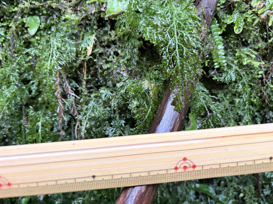 渓流沿いのウエットな崖に生育するハイホラゴケ。2025年10月25日 水窪 渓流沿いのウエットな崖に生育するハイホラゴケ。2025年10月25日 水窪