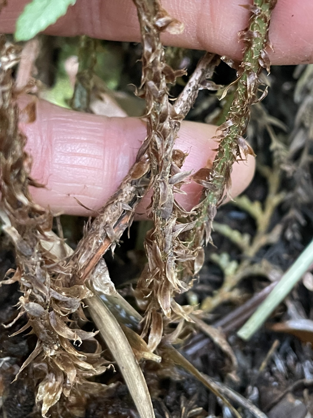 ハコネオオクジャク、葉柄の鱗片は淡褐色~黒褐色。2021年6月26日 箱根 畑宿 ハコネオオクジャク、葉柄の鱗片は淡褐色~黒褐色。2021年6月26日 箱根 畑宿
