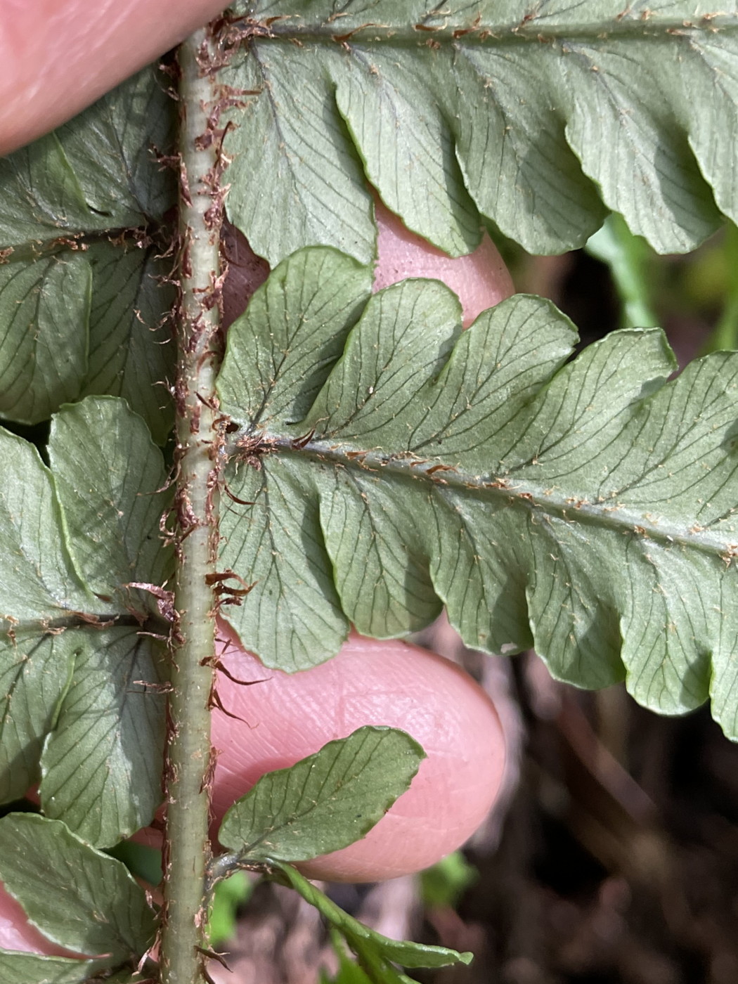 ハコネオオクジャク、中軸の鱗片は栗色・披針形。2021年6月26日 箱根 畑宿 ハコネオオクジャク、中軸の鱗片は栗色・披針形。2021年6月26日 箱根 畑宿