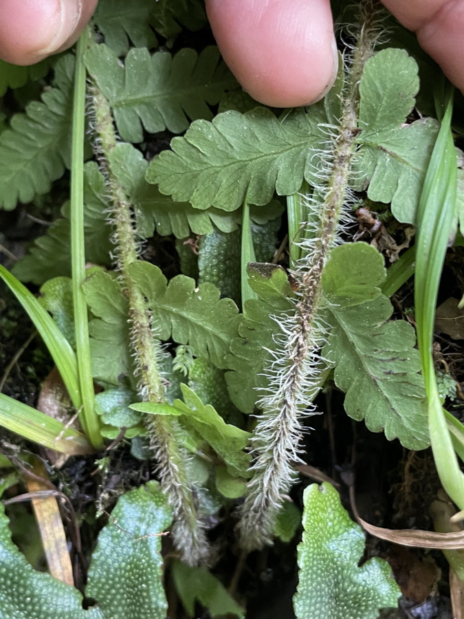 ハクモウイノデ、葉柄。2025年7月3日 低山の滝 ハクモウイノデ、葉柄。2025年7月3日 低山の滝
