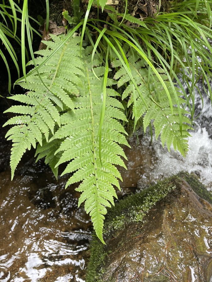 滝壺の岩上に生育するハクモウイノデ。2025年7月3日 低山の滝 滝壺の岩上に生育するハクモウイノデ。2025年7月3日 低山の滝