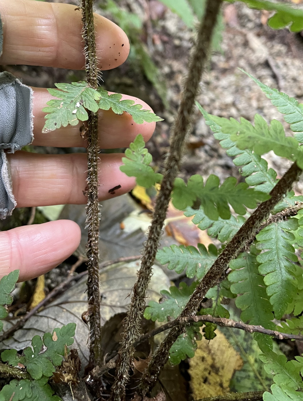 標高1100mあたりで見られるハクモウイノデ。2022年9月10日 西沢渓谷 標高1100mあたりで見られるハクモウイノデ。2022年9月10日 西沢渓谷