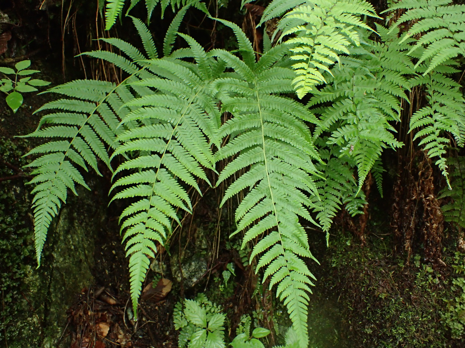 イワハリガネワラビ。2017年7月2日 山梨 西沢渓谷 イワハリガネワラビ。2017年7月2日 山梨 西沢渓谷