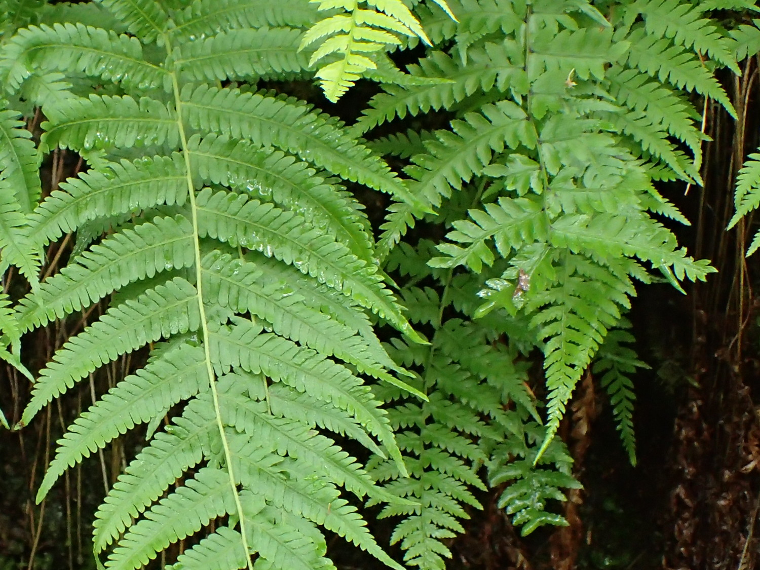 イワハリガネワラビ(左)とヘビノネゴザ(右)2017年7月2日 山梨 西沢渓谷 イワハリガネワラビ(左)とヘビノネゴザ(右)2017年7月2日 山梨 西沢渓谷