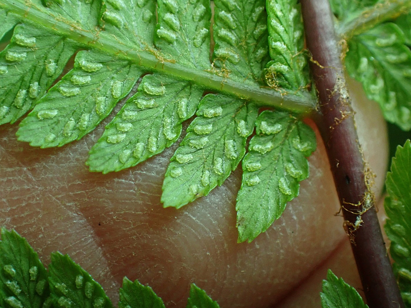 ミヤマヘビノネゴザか、胞子のう群。2025年7月3日 八幡平 ミヤマヘビノネゴザか、胞子のう群。2025年7月3日 八幡平