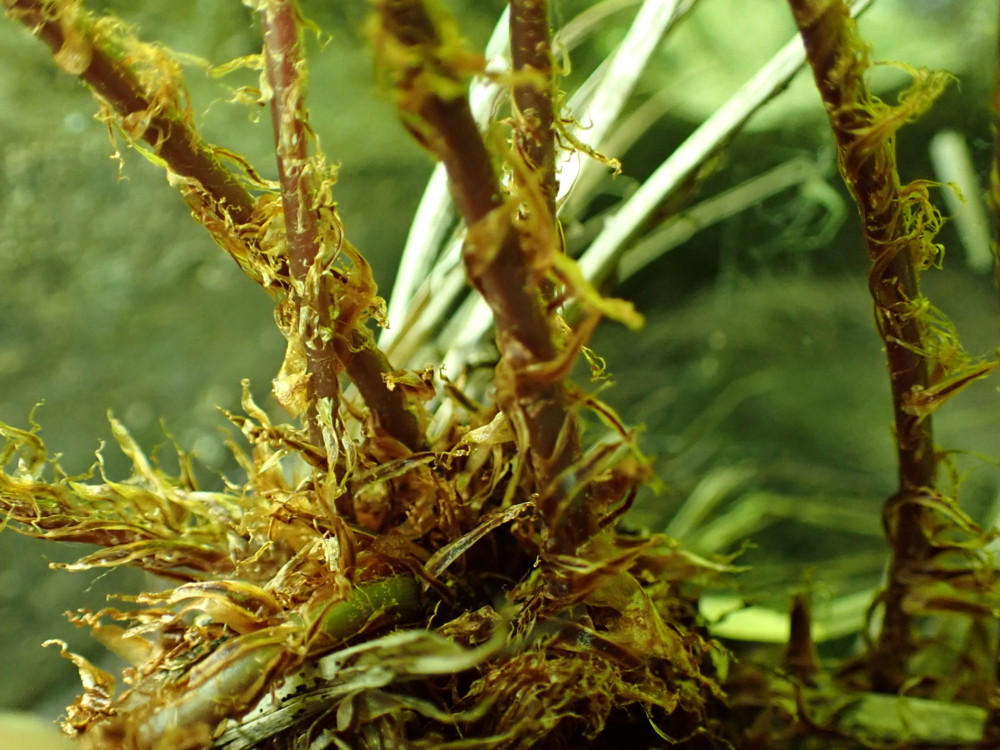 ミヤマヘビノネゴザか、葉柄の鱗片。2025年7月3日 八幡平 ミヤマヘビノネゴザか、葉柄の鱗片。2025年7月3日 八幡平