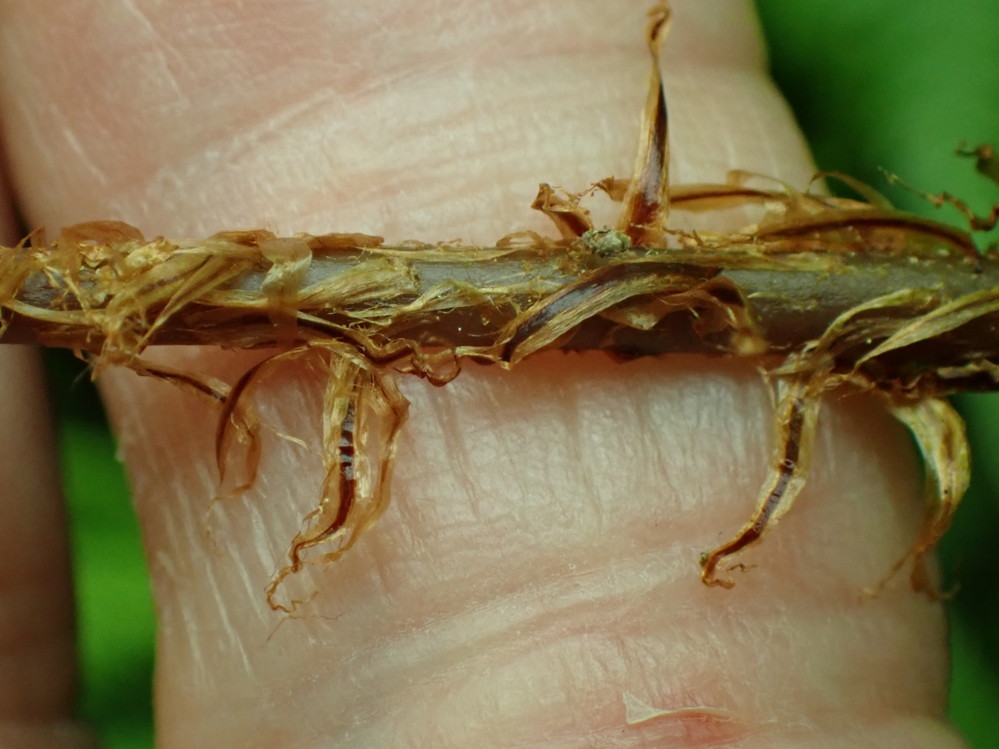 ミヤマヘビノネゴザか、葉柄の鱗片。2025年7月3日 八幡平 ミヤマヘビノネゴザか、葉柄の鱗片。2025年7月3日 八幡平