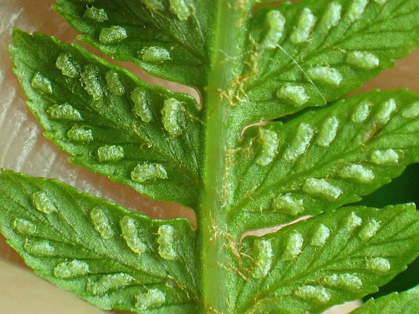 ミヤマヘビノネゴザか、包膜の辺縁がわずかにほつれる。2025年7月3日 八幡平 ミヤマヘビノネゴザか、包膜の辺縁がわずかにほつれる。2025年7月3日 八幡平