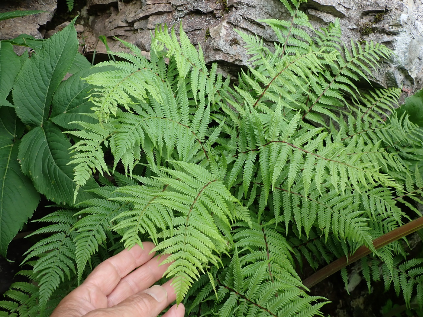 林縁の沢沿いの崖に生育するミヤマヘビノネゴザか。2025年7月3日 八幡平 林縁の沢沿いの崖に生育するミヤマヘビノネゴザか。2025年7月3日 八幡平