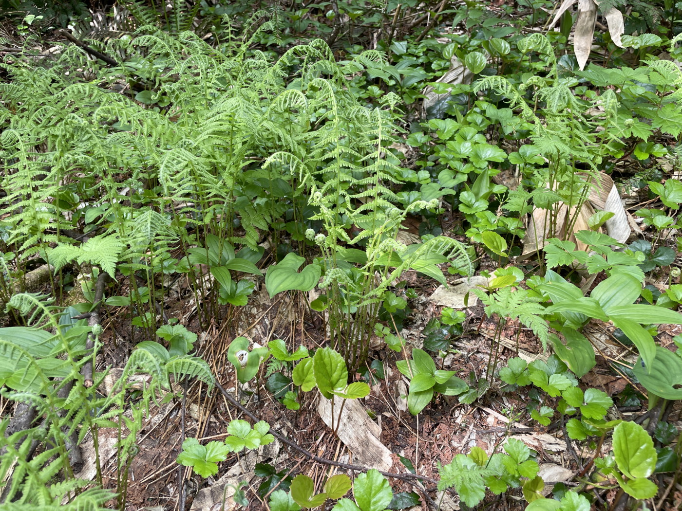 葉が伸ばし始めたイワハリガネワラビ。2025年7月3日 八幡平 葉が伸ばし始めたイワハリガネワラビ。2025年7月3日 八幡平