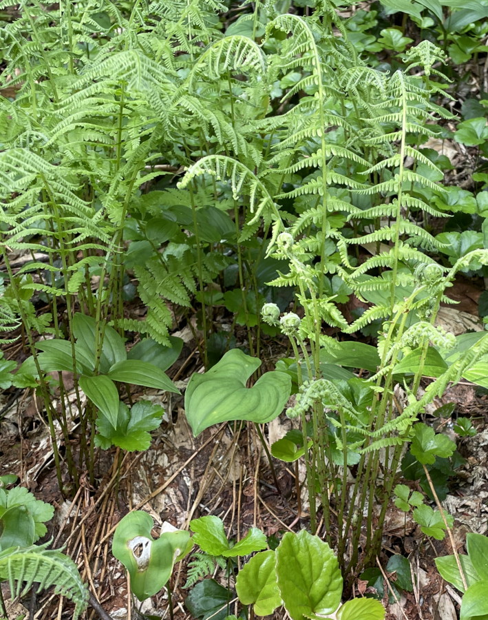 イワハリガネワラビ、葉柄下部は淡緑色。2025年7月3日 八幡平 イワハリガネワラビ、葉柄下部は淡緑色。2025年7月3日 八幡平