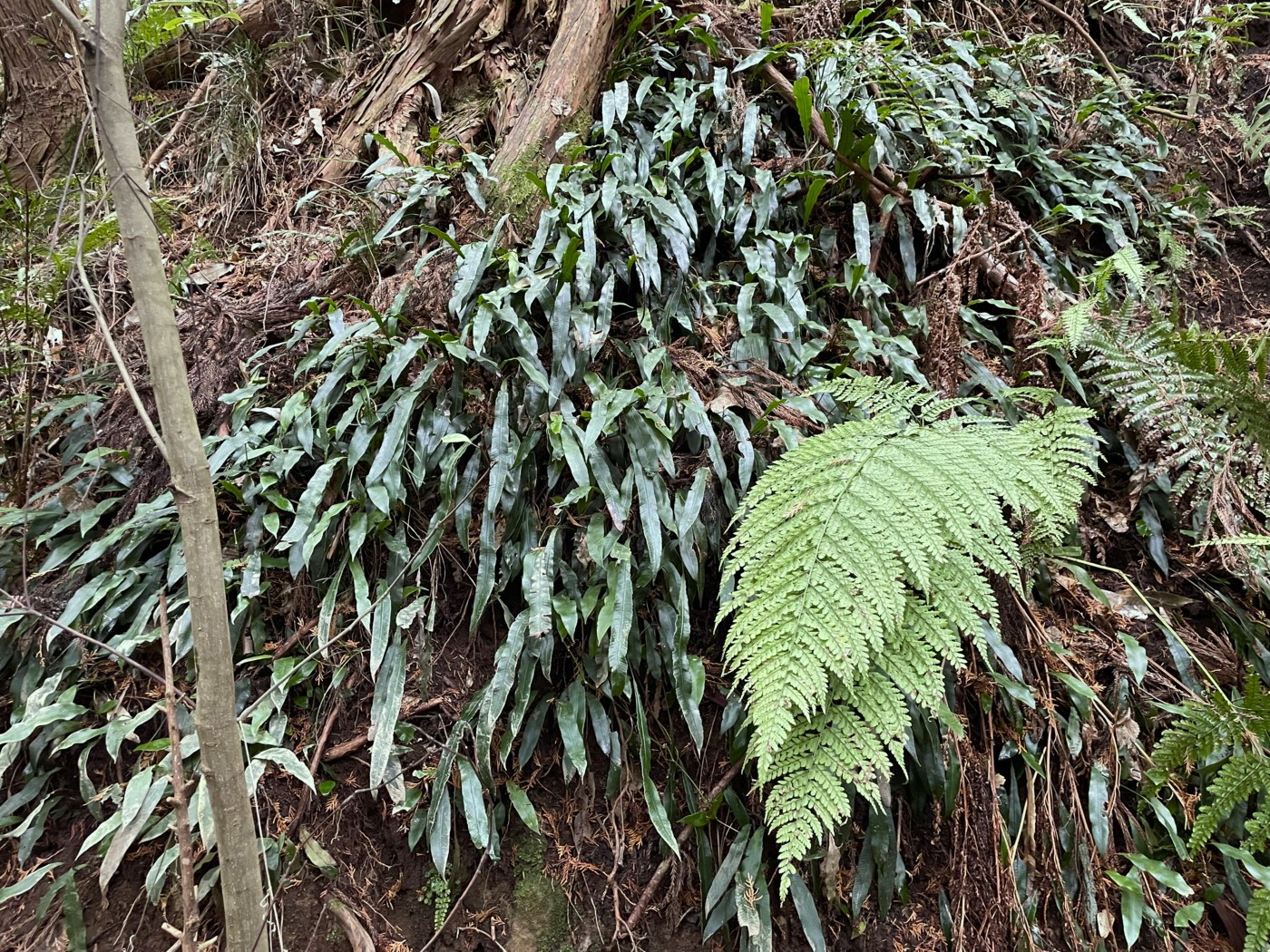 山の北面の急斜面に群生するヘラシダ。2023年2月 足柄神社北側 山の北面の急斜面に群生するヘラシダ。2023年2月 足柄神社北側