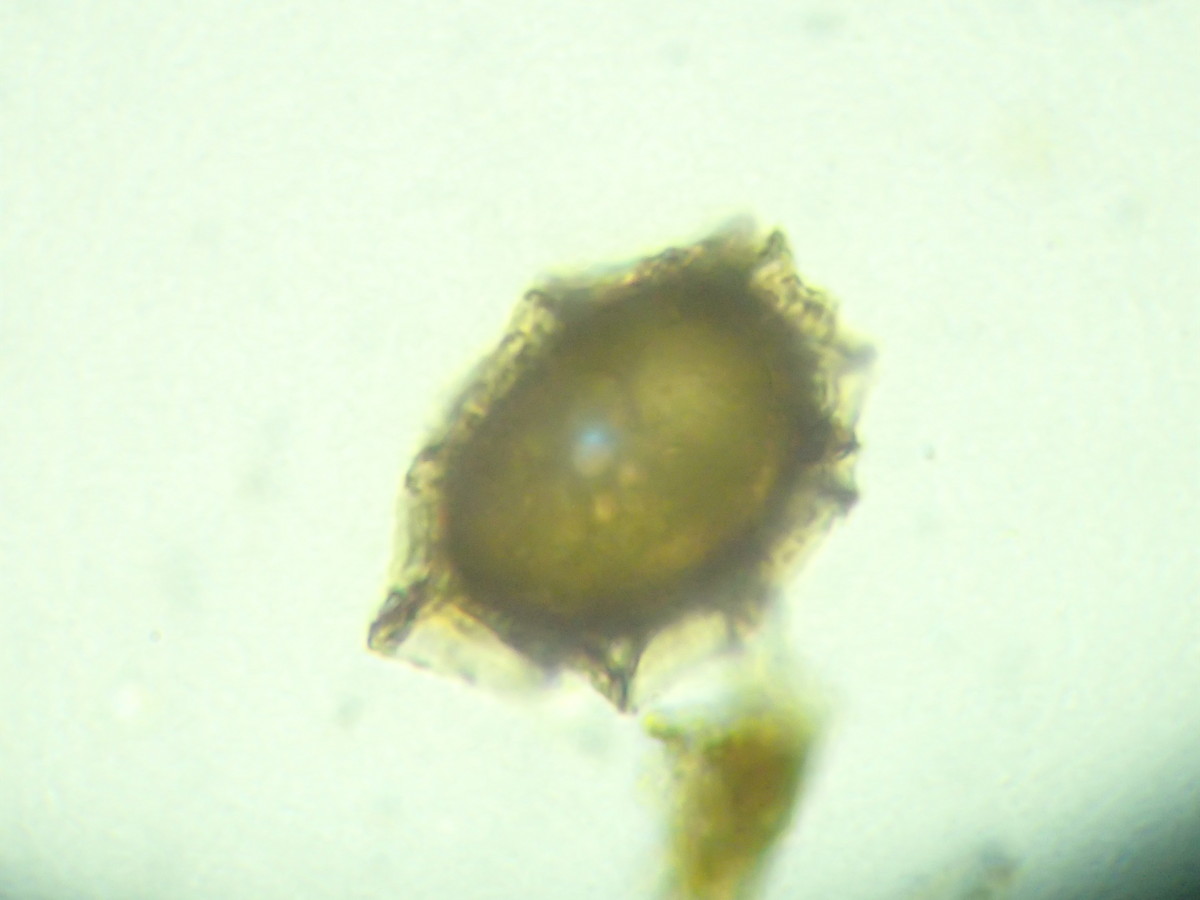 ヒメイワトラノオ、胞子側面。2017年7月2日 西沢渓谷 ヒメイワトラノオ、胞子側面。2017年7月2日 西沢渓谷