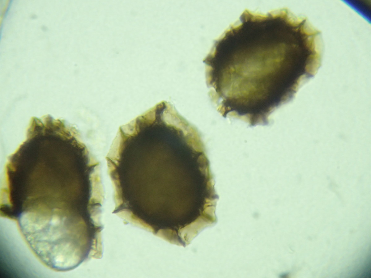 ヒメイワトラノオ、胞子側面。2017年7月2日 西沢渓谷 ヒメイワトラノオ、胞子側面。2017年7月2日 西沢渓谷