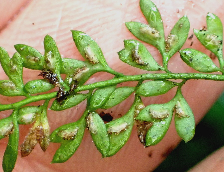 ヒメイワトラノオ、包膜。2017年7月2日 西沢渓谷 ヒメイワトラノオ、包膜。2017年7月2日 西沢渓谷